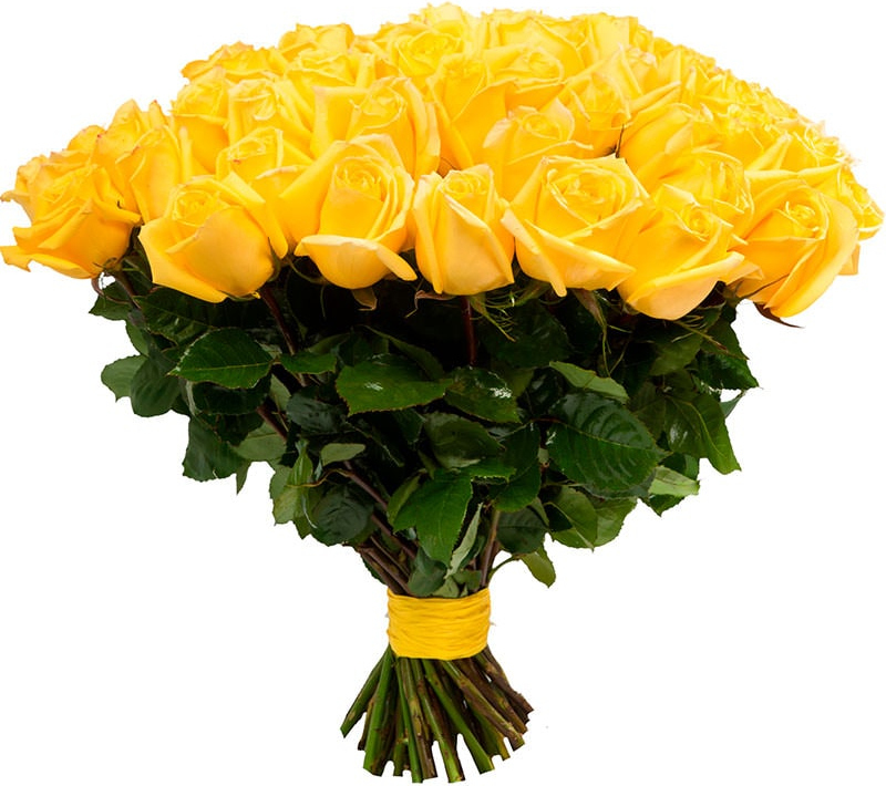 Желтые розы Голландия Желтые розы Голландия
